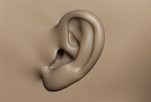 3D Ear Model (Maya) by Artist Kamal Nishad +91 9501247988